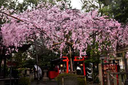 小さな枝垂桜　満開