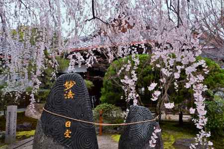 妙法　枝垂桜