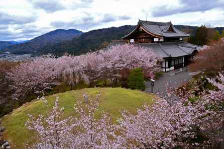 将軍塚青龍殿さん　春