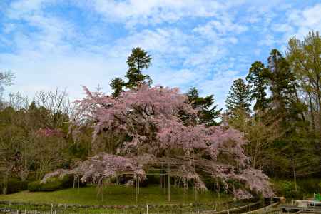 祇園枝垂れ桜の姪っ子さん