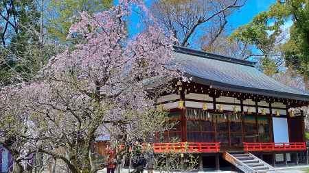 桜花 主を忘れぬ 
