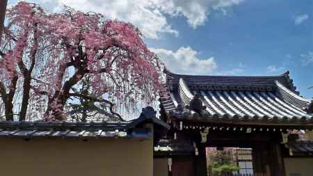 一条通りに咲く