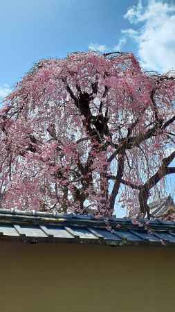 妖怪さんもお花見