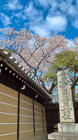 まだ知らない京の桜