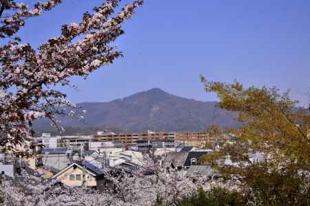 比叡山に花吹雪