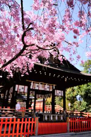 拝殿に枝垂桜