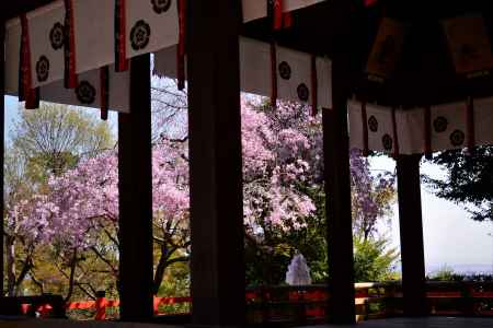 けんくんさんの春