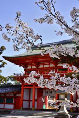 疫神を祀る社の春