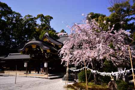 紫野御霊会の春