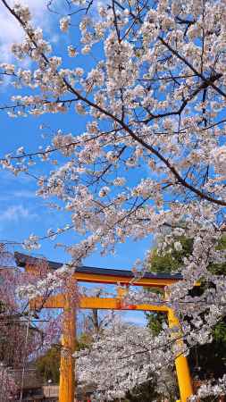 鳥居　桜に埋もれる