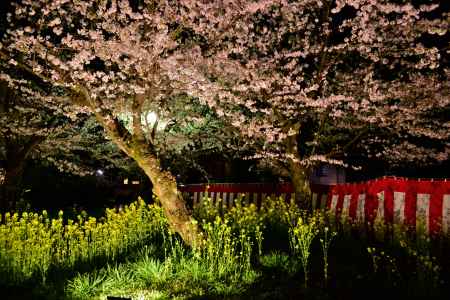 桜花爛漫　菜の花爛漫