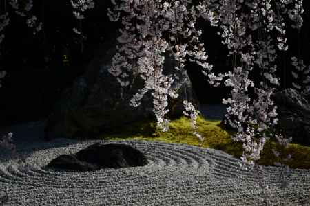 陽の庭　紅枝垂れ桜