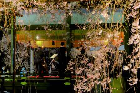 Philomusica　愛と音楽　桜