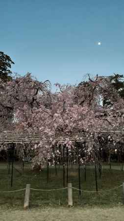 斉王桜様とお月様