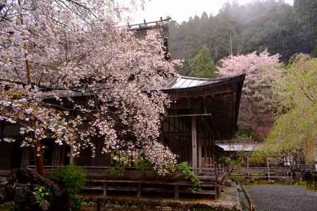 膏雨　御車返しの桜
