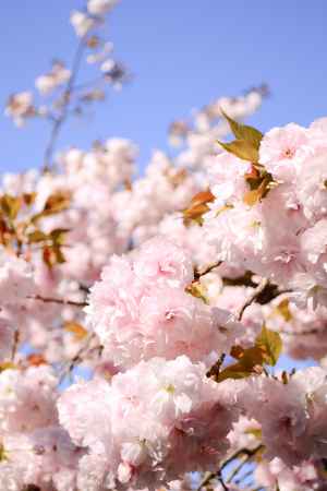 普賢象桜さん　桜雲