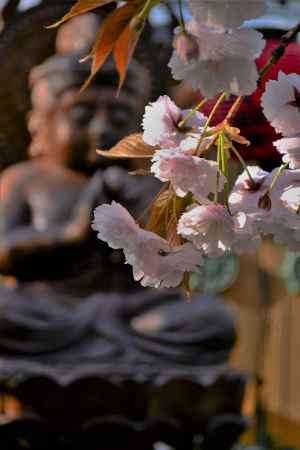 わらべちゃんと普賢象桜さん