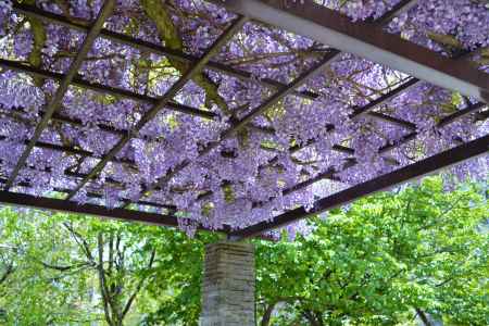 桜井公園　藤棚