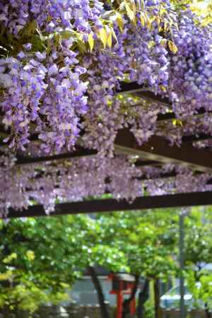首途八幡宮さんの参道を背景に