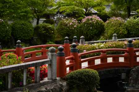 擬宝珠　ツツジ