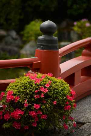 擬宝珠　サツキ