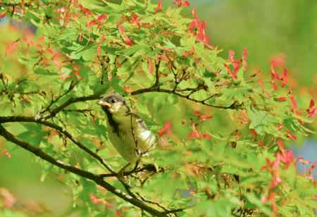 シジュウカラさん巣立ち