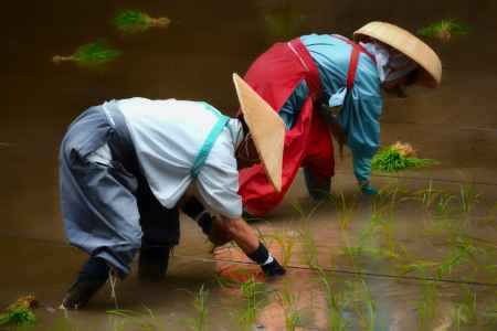 五穀豊穣　お田舞歌