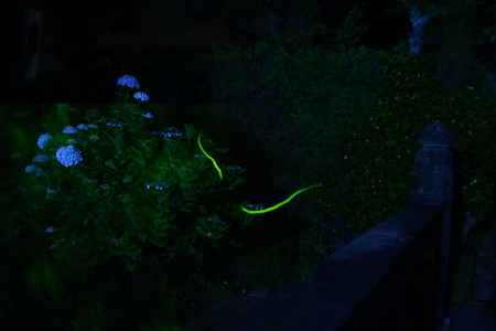 哲学の道　蛍の光