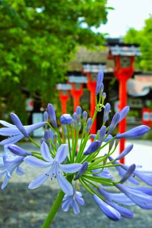 涼し気なアガパンサス