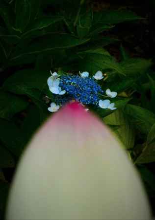 ハスノハナバビラソフトクリーム　アジサイトッピング