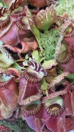 無数の食虫植物