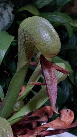 異名コブラリリー