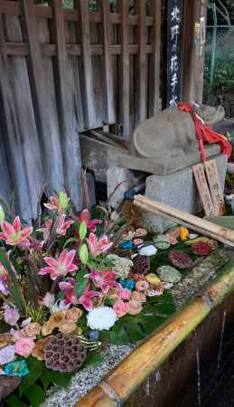 天神市の花手水　葉月