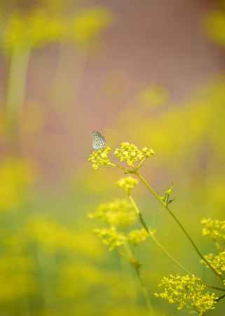 おみなえしにシジミちゃん