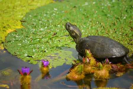 オニバスがカメバスに