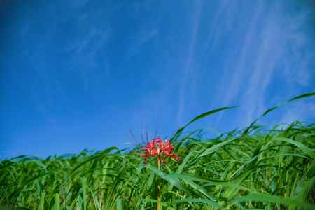 爽やかに彼岸花