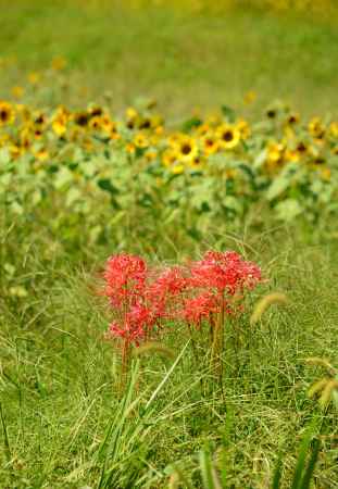 ヒマワリと彼岸花
