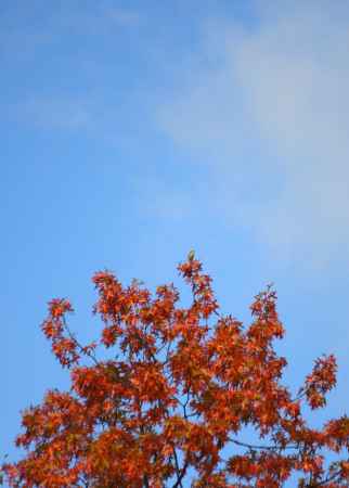 ウルトラセブン　秋空高く