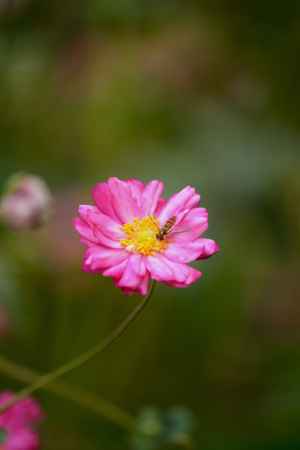 キブネギクとホソヒラタアブ