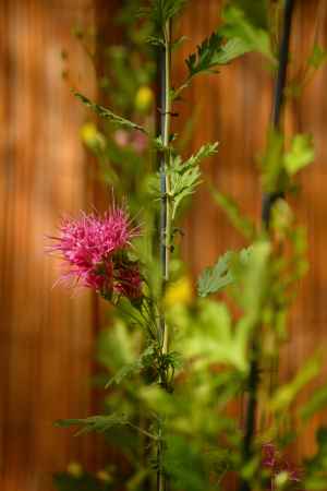 嵯峨菊　御所の春