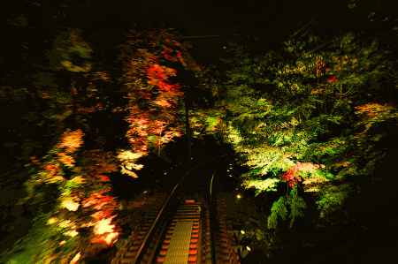 市原駅  ～ 二ノ瀬駅間　モミジのトンネル