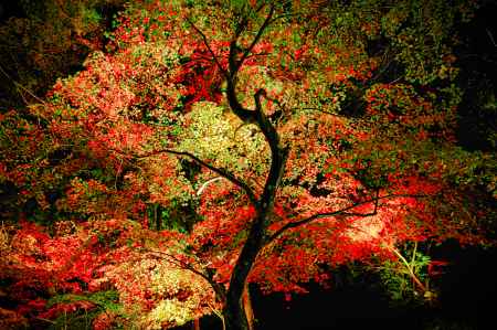 森の京都　名刹　秋