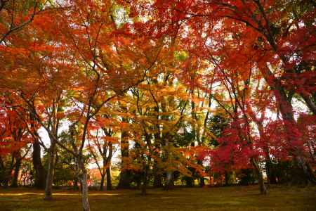 鹿苑寺さん　参道　秋　2023