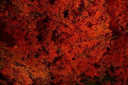 天を覆う　紅雲