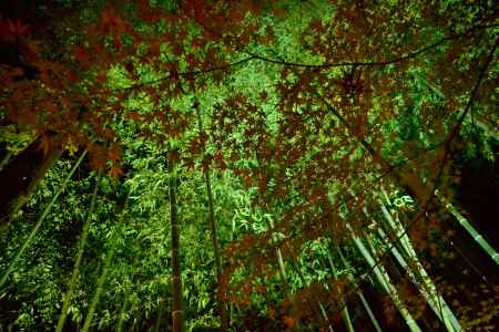 竹林とモミジ