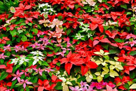 ポインセチア展　2023