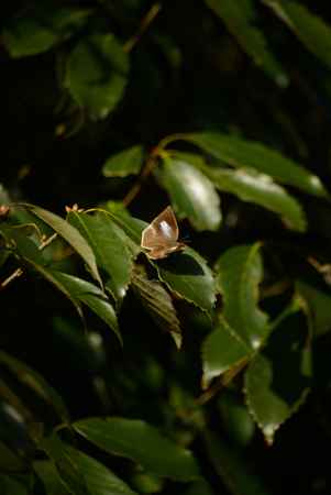 ウラギンシジミ？