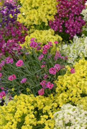 開園100周年記念「早春の草花展」2024