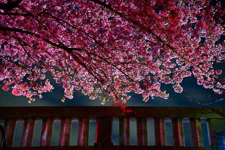 一条戻橋　堀川から