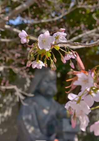 春のおかめさん